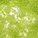 TOHO® zielone koraliki 11/0 (2mm), 10g (ok. 820szt)